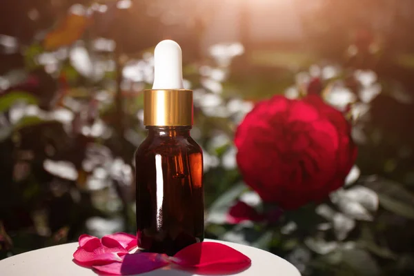 Natural rose essential oil in a glass bottle on the background of a rose bush. The concept of organic essences, natural cosmetic and health products. Modern apothecary.
