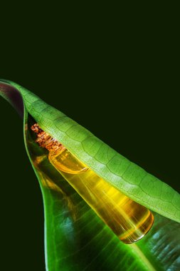 Yeşil bir yaprağın üzerinde doğal yağlı minyatür bir cam şişe var. Organik esanslar, doğal güzellik ve sağlık ürünleri kavramı. Modern eczacı.  