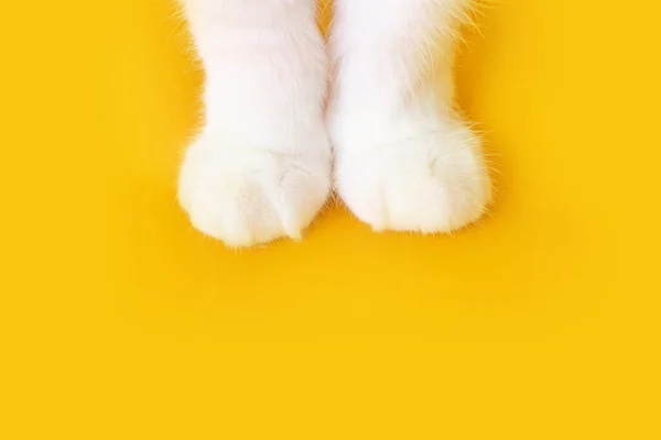 オレンジの背景に白い猫の爪 トップビュー ミニマリズム かわいい写真だ ペット 猫のグルーミングの概念 バナーの画像 テキストの場所 — ストック写真