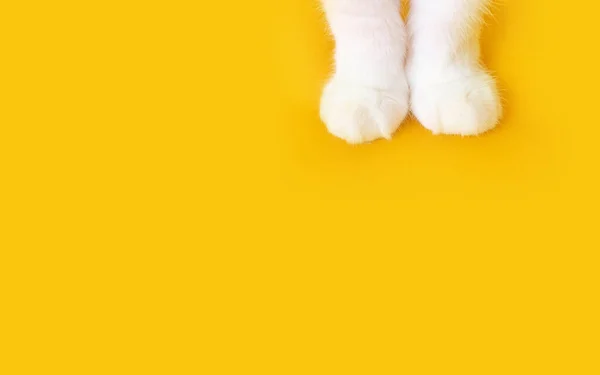 Turuncu arka planda beyaz bir kedinin pençeleri. Üst görüş, minimalizm. Güzel resim. Evcil hayvan konsepti, kedi bakımı. Pankart için resim, metin için yer.