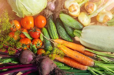 Bahçeden sebze hasadı konsepti. Taze lahana, kabak, havuç, salatalık, domates, pancar, soğan, sarımsak, dereotu, bezelye. Üst manzara, düz yatış. Sonbahar sebze bolluğu.