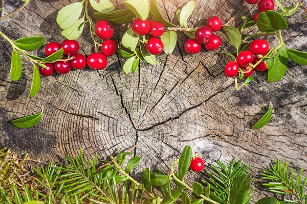 Ripe lingonberry on the branches and spruce branches close-up frame the stump. Copy space, background natural image. Beautiful wood texture. Wild plants, autumn concept.