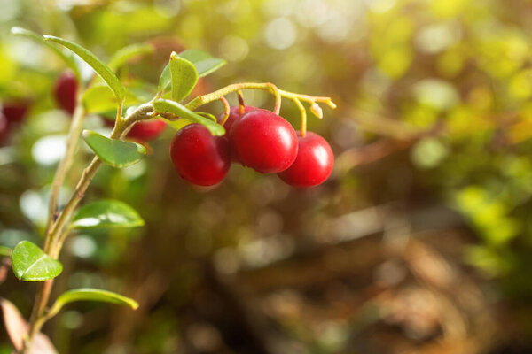Ripe lingonberry growing in the forest close-up, macro photography. The concept of wild plants, healthy organic food, vitamins, gifts of the forest.