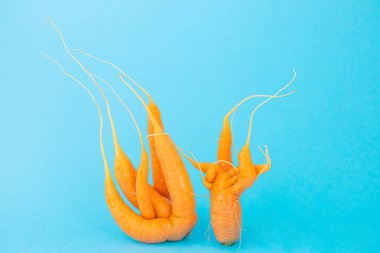 Mavi arka planda garip şekilli havuçlar. Sebze mahsulü kavramı. Minimalizm, kopyalama alanı. Çirkin havuç. Herkes gibi değil..