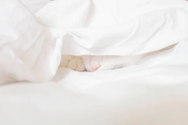 White Cute Cat Sleeps Sheet Only Nose Visible Concept Pets — Stock Photo, Image