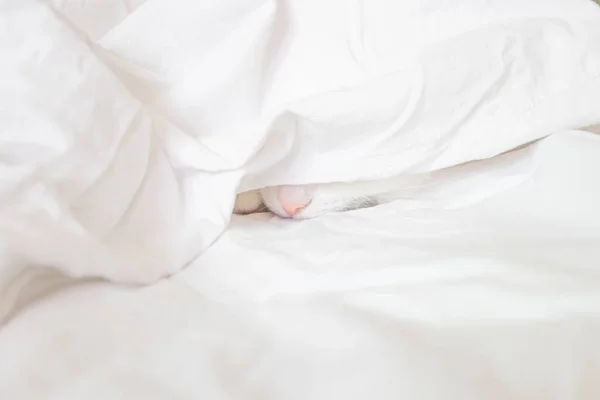Biały Ładny Kot Śpi Prześcieradle Tylko Nos Jest Widoczny Koncepcja — Zdjęcie stockowe
