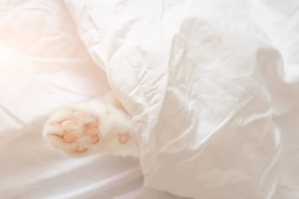 Blanco Lindo Gato Duerme Una Sábana Sólo Pata Visible Concepto — Foto de Stock