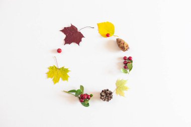 Sonbahar düzlüğü: kırmızı ve sarı yapraklar, kırmızı böğürtlenler, pastel renksiz arka planda koniler. Üst görünüm, alanı kopyala.