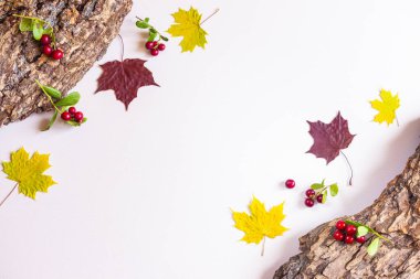 Sonbahar düzlüğü: ağaç kabuğu, sarı ve kırmızı akçaağaç yaprakları, pastel renksiz bir zemin üzerinde yaban mersini. Üst görünüm, alanı kopyala.