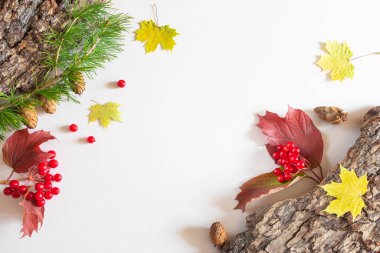 Sonbahar düzlüğü: ağaç kabuğu, sarı akçaağaç yaprakları, kırmızı böğürtlen, pastel renksiz arka planda çam kozalakları. Üst görünüm, alanı kopyala.