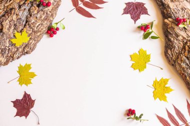 Sonbahar düzlüğü: ağaç kabuğu, sarı ve kırmızı akçaağaç yaprakları, pastel renksiz bir zemin üzerinde yaban mersini. Üst görünüm, alanı kopyala.