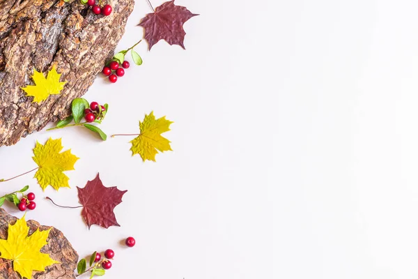 Outono Flat Lay Casca Árvore Folhas Bordo Amarelas Vermelhas Lingonberries — Fotografia de Stock