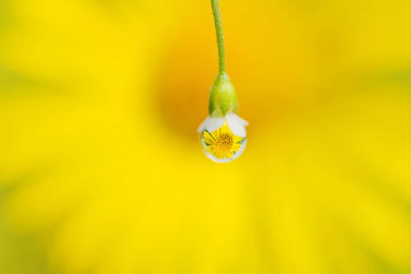 Flor Amarilla Refleja Una Gota Rocío Una Pequeña Flor Blanca —  Fotos de Stock