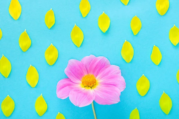Różowa Dahlia Żółte Płatki Niebieskim Tle Jasny Kwiatowy Obrazek Koncepcja — Zdjęcie stockowe