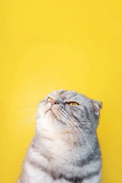 Portrait Gray Black Striped Scottish Fold Cat Yellow Eyes Close — Stock Photo, Image