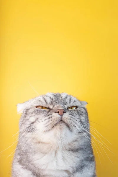 Portrait Gray Black Striped Scottish Fold Cat Yellow Eyes Close — Stock Photo, Image