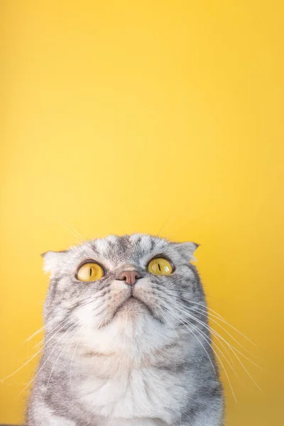 Retrato Gato Fold Escocés Rayas Negras Con Ojos Amarillos Cerca — Foto de Stock