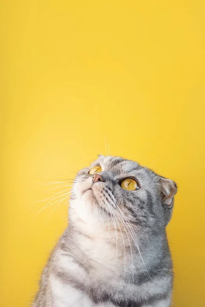 바탕의 줄무늬 스코티시폴드 고양이가 배경에 호기심많은 귀여운 — 스톡 사진
