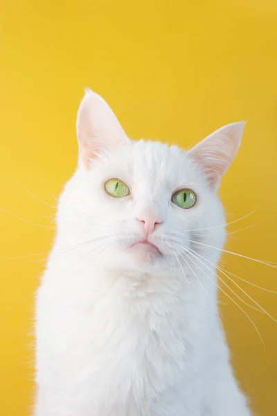 Retrato Gato Branco Com Olhos Verdes Close Fundo Amarelo Bonito — Fotografia de Stock