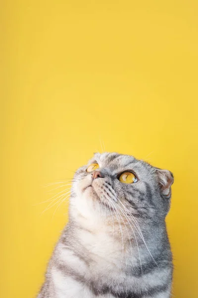 바탕의 줄무늬 스코티시폴드 고양이가 배경에 호기심많은 귀여운 — 스톡 사진