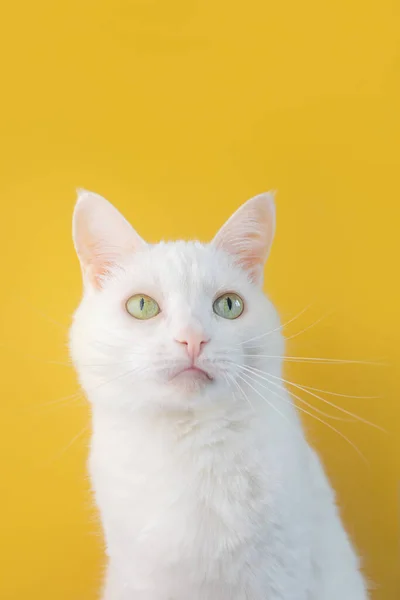 Портрет Білої Кішки Зеленими Очима Крупним Планом Жовтому Тлі Мила — стокове фото