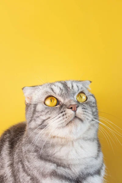 Retrato Gato Fold Escocés Rayas Negras Con Ojos Amarillos Cerca — Foto de Stock