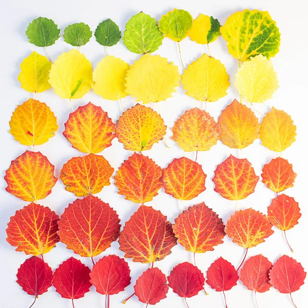 Herfst Vlakke Lay Groene Gele Rode Bladeren Zijn Gerangschikt Kleur — Stockfoto