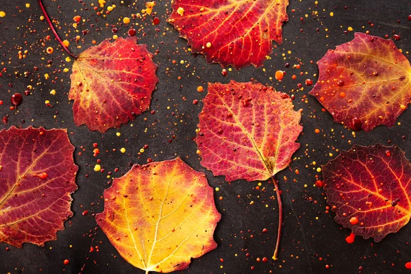 Outono Laranja Vermelho Folhas Fundo Escuro Torno Folhas Seu São — Fotografia de Stock