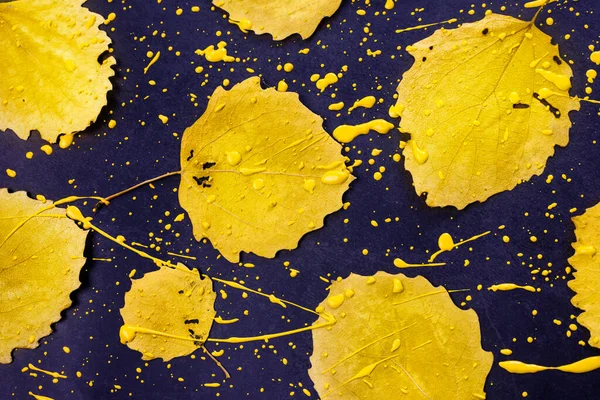 Folhas Amarelas Outono Fundo Azul Escuro Torno Folhas Seu São — Fotografia de Stock