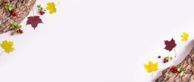 Sonbahar düzlüğü: ağaç kabuğu, sarı ve kırmızı akçaağaç yaprakları, pastel renksiz bir zemin üzerinde yaban mersini. Üst görünüm, alanı kopyala.