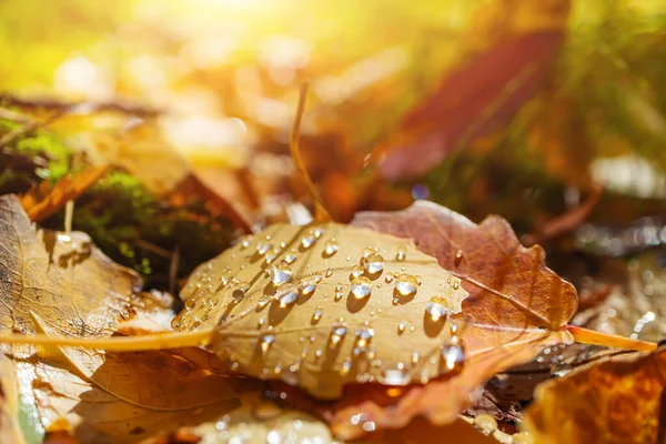 Жовтий Листок Осики Краплями Роси Лежить Землі Осінньому Лісі Яскрава — стокове фото