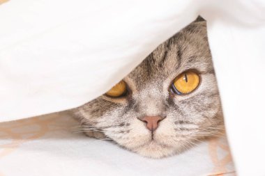 The gray scottish fold cat gray in a black strip with yellow eyes lies on a bed. Concept stay home morning. Cute funny cat.	
