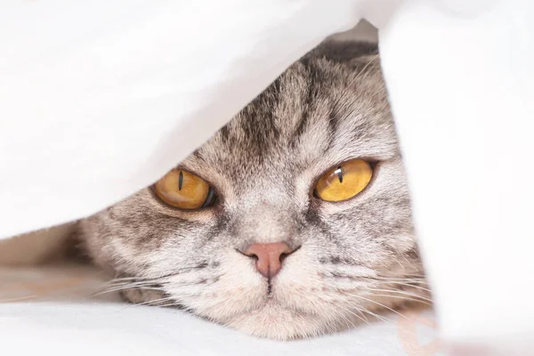 Gray Scottish Fold Cat Gray Black Strip Yellow Eyes Lies — Stock Photo, Image