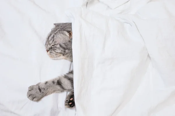 회색으로 얼룩덜룩 고양이는 침대에 콘셉트는 아침에 있어요 귀여운 고양이 — 스톡 사진