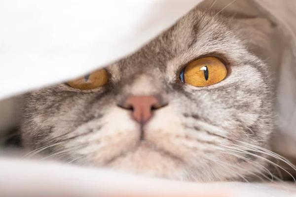 Gray Scottish Fold Cat Gray Black Strip Yellow Eyes Lies — Stockfoto