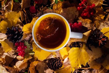 Bir fincan taze çay sonbahar yaprakları, koniler, böğürtlenler, gül kalçaları arasındadır. Fincanda muhteşem bir sıçrama. Doğal içecekler, yürüyüş, kamp, sonbahar sezonu. Yukarıdan görüntüle.