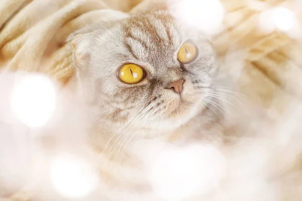 Eine Graue Schottische Faltkatze Mit Gelben Augen Sitzt Auf Einer — Stockfoto