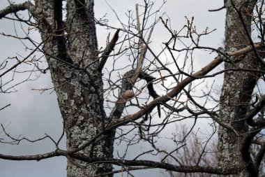 Sonbahar ağaç doğa sezon