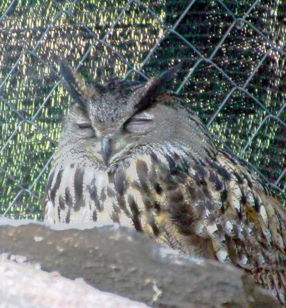 Hibou Prédateur Rapace Nigkt — Photo