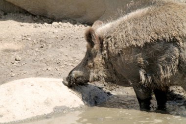 yaban domuzu yaban domuzu memeli artiodactyl yaban domuzu vahşi agresif gece alışkanlıkları; 