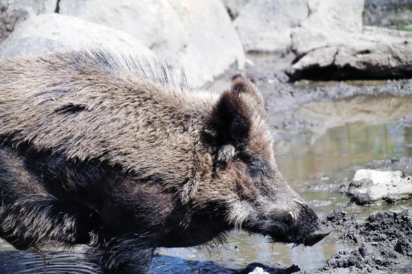 Wildschwein Säugetier Artiodactyl Wildschwein Wild Aggressive Nächtliche Gewohnheiten — Stockfoto
