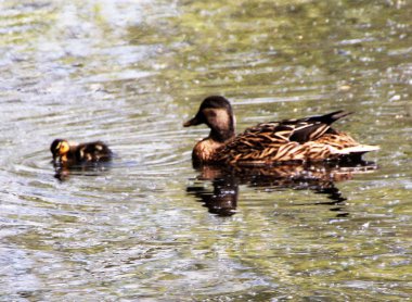 ördekler ördekler, kuş, yerli kuşlar, sosyal hayvan, kuş tüyleri, doğa ile