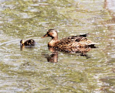 ördekler ördekler, kuş, yerli kuşlar, sosyal hayvan, kuş tüyleri, doğa ile
