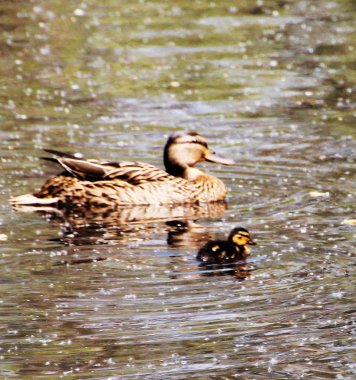 ördekler ördekler, kuş, yerli kuşlar, sosyal hayvan, kuş tüyleri, doğa ile