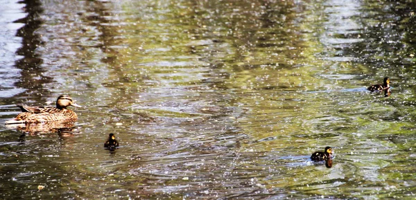 Patos Patos Pássaro Aves Domésticas Animal Sociável Pássaro Com Penas — Fotografia de Stock