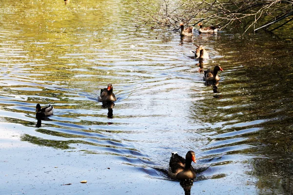 Πάπιες Πάπιες Οικόσιτα Πτηνά Κοινωνικότητα Ζώο Πουλί Πουλί Φτερά Φύση — Φωτογραφία Αρχείου