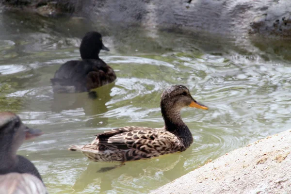 Ducks Ducks Bird Domestic Birds Sociable Animal Bird Feathers Nature — Stock Photo, Image