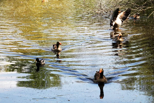 Patos Patos Pássaro Aves Domésticas Animal Sociável Pássaro Com Penas — Fotografia de Stock