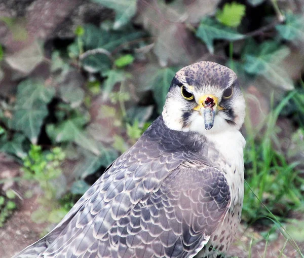 Raptor Raptor Vleeseter Roofzuchtige Vogel Carrion Nachtelijke Vogel Valkerij Sterke — Stockfoto