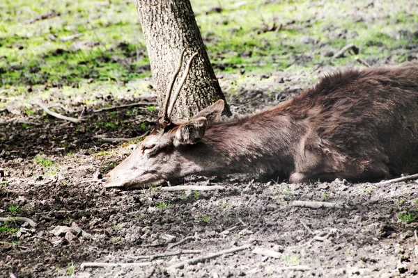 Biche Mammifère Ruminant Cerf Bois Ruminant Qui Vit Troupeaux Cervido — Photo